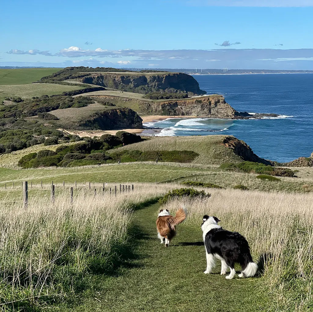 Outdoor & Hiking Dog Leashes: Freedom for Every Trail