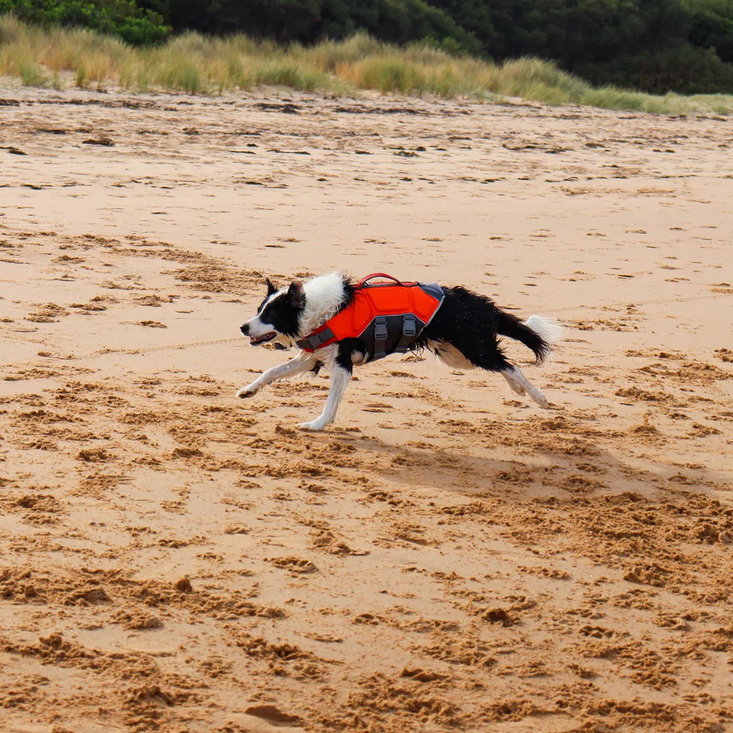 Dog running on a sandy beach wearing an orange Highfive Pet Wave Pro life jacket.