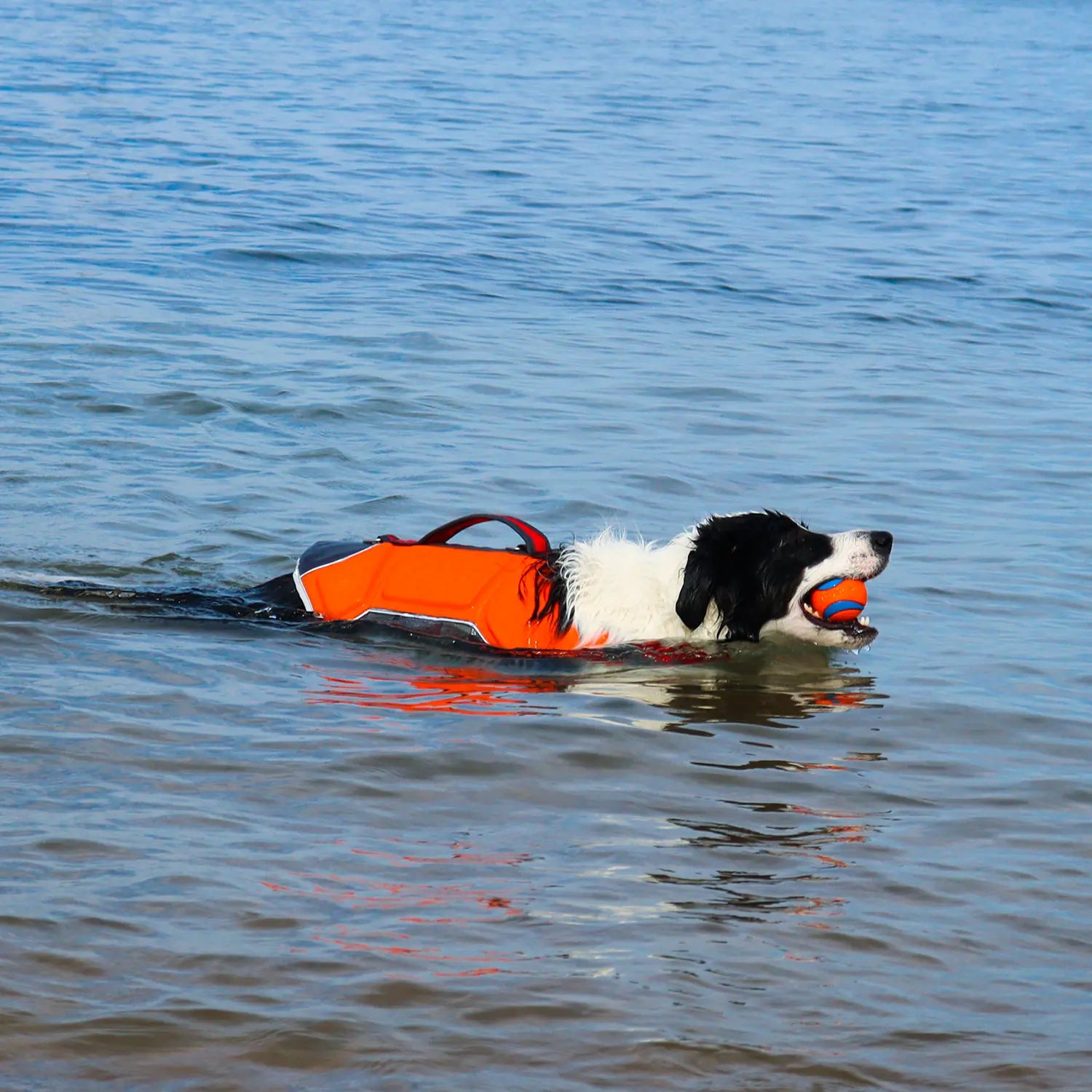 Dog wearing an Highfive Pet WavePro life jacket swimming in water with a ball.