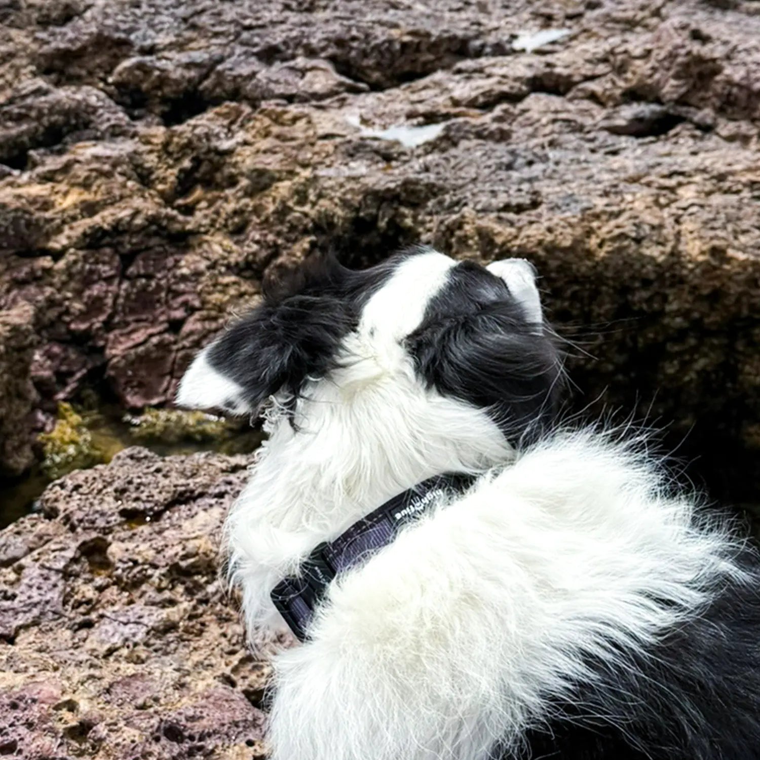 Close-up of reflective stitching on tough outdoor dog collar