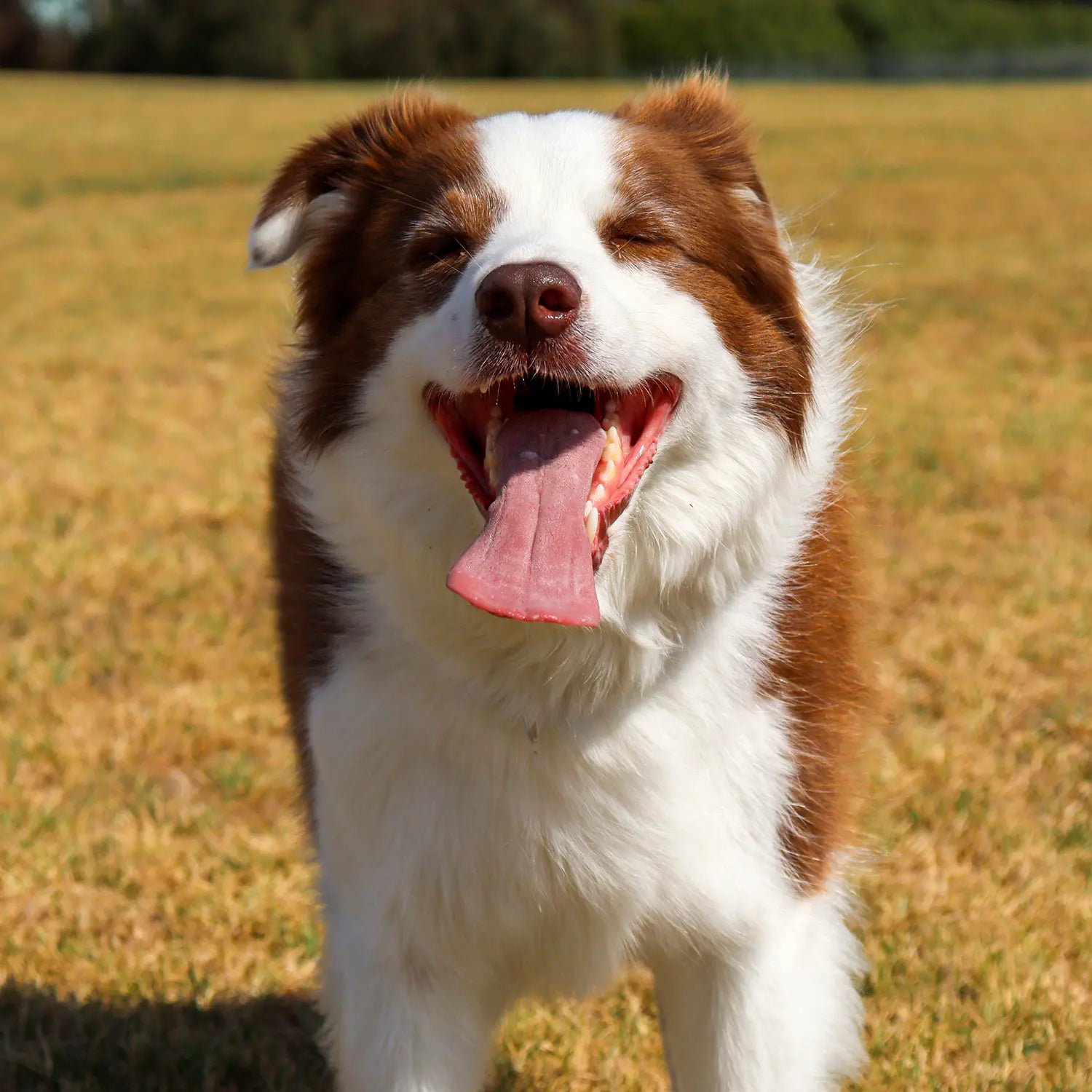 Dog wearing PeakSec secured collar and matching leash in Australia