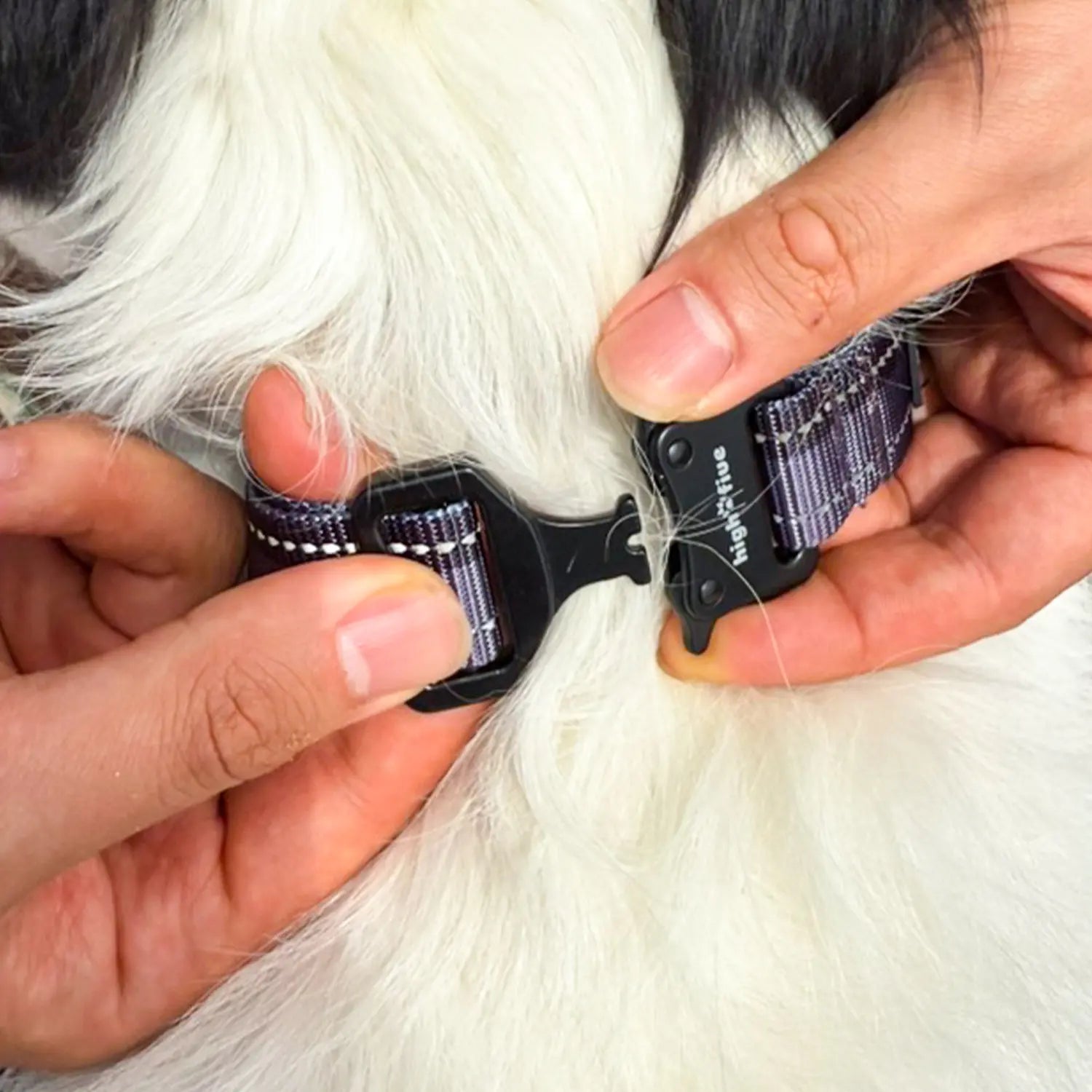 HighFive secured dog collar metal buckle close-up