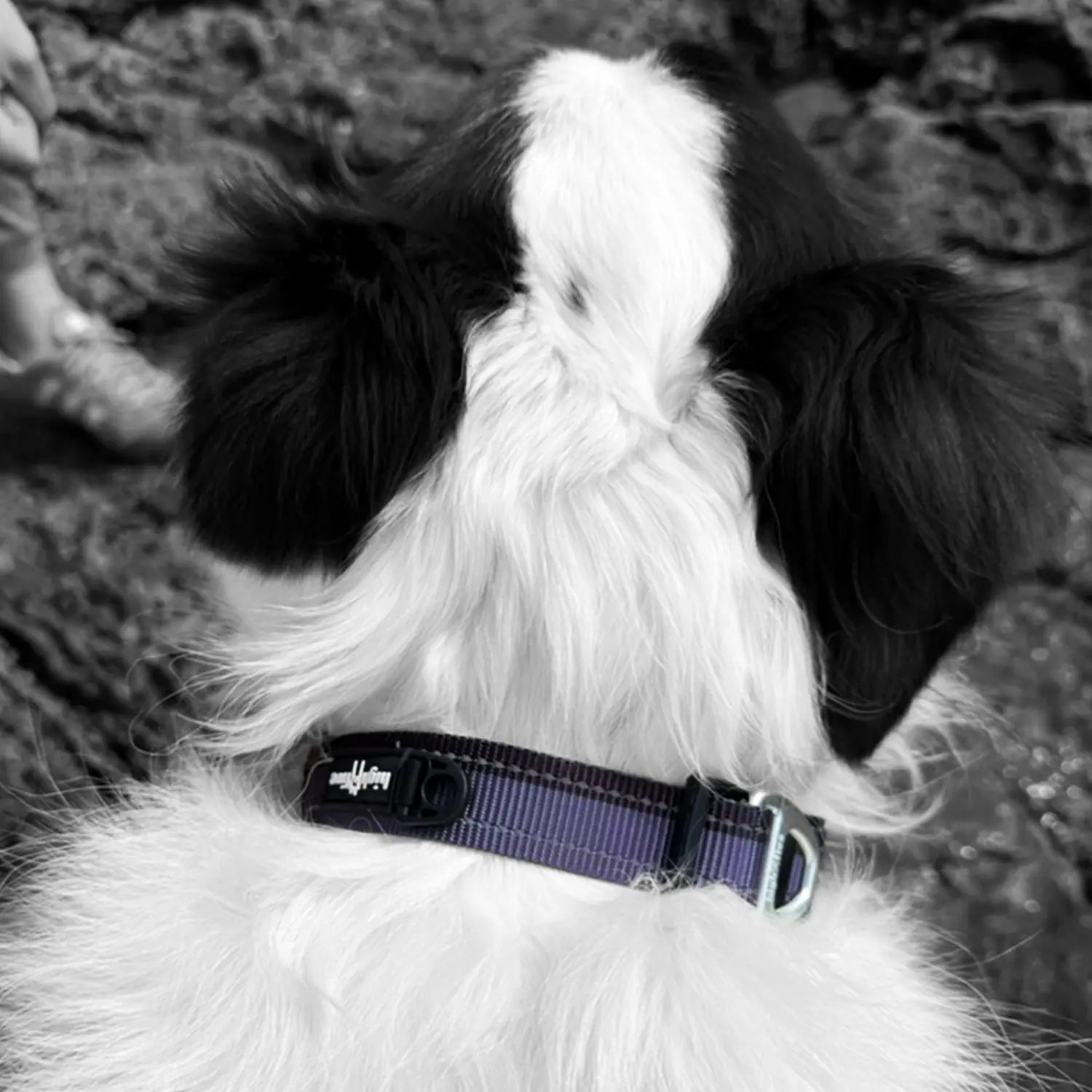 PeakSec dog training collar used during outdoor session