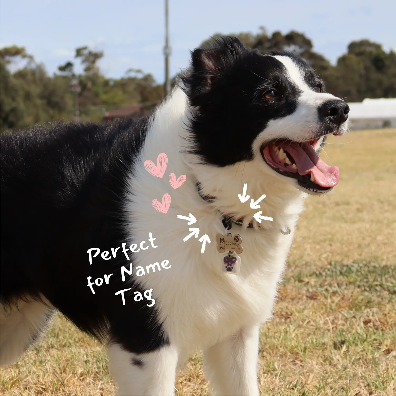 Adventure-ready dog collar with O-ring for tags and LED lights