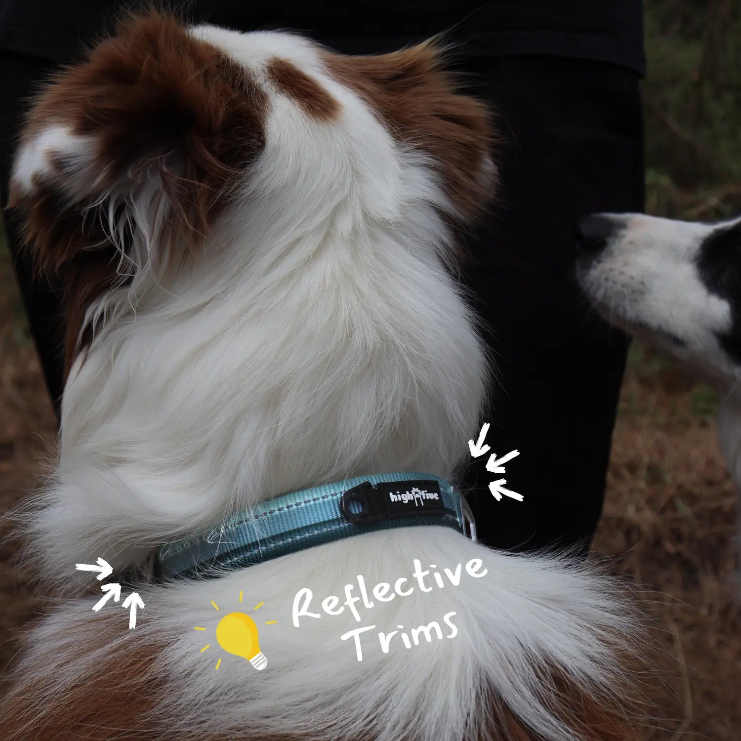 Close-up of reflective dog collar stitching for nighttime safety