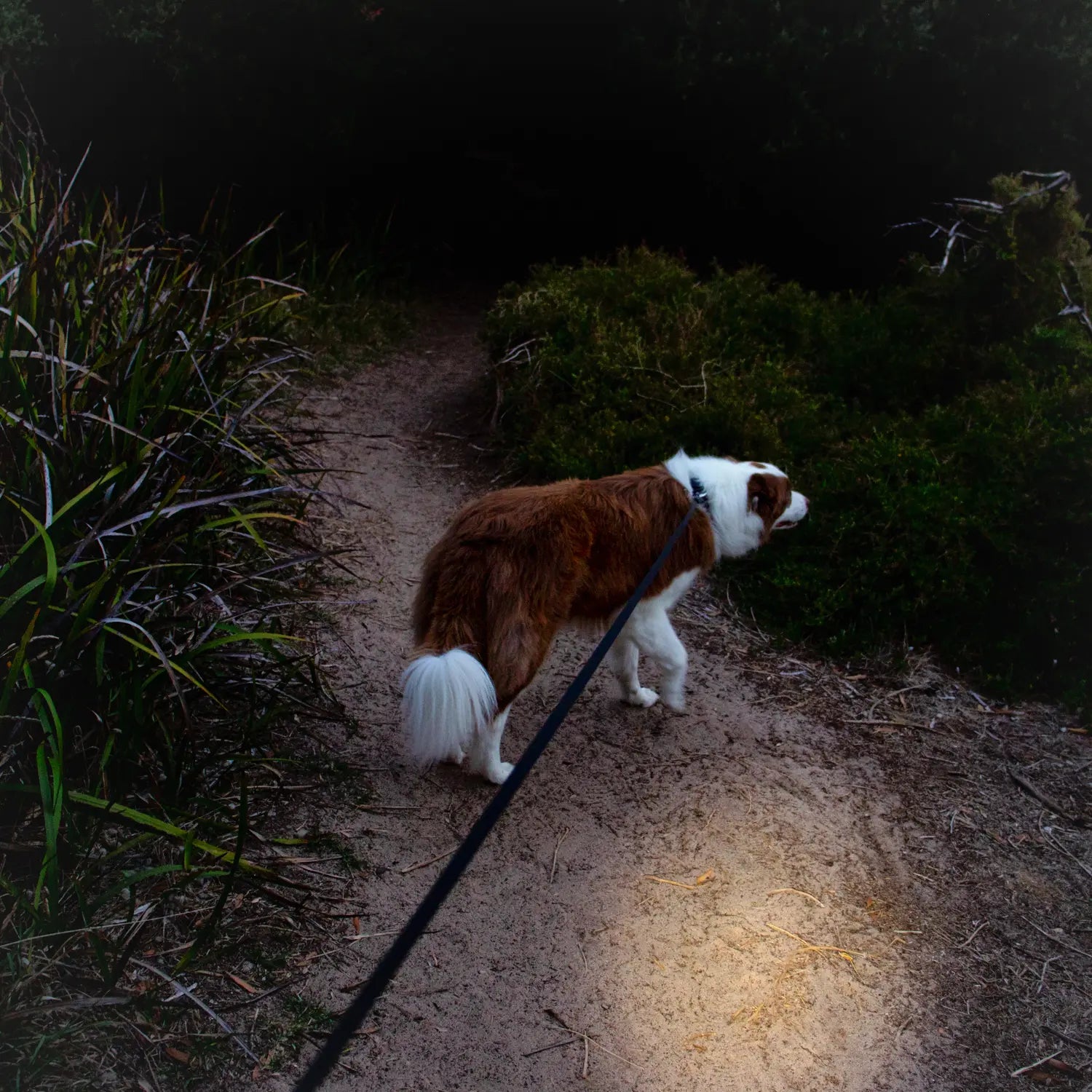 Dog on Highfive Retractable dog leash heavy duty large dog extra long dog lead long line white walking on a dirt path at night with minimal lighting.