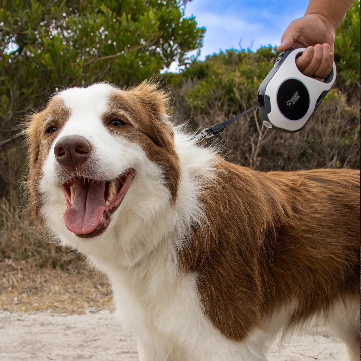 Happy border collie on a Highfive Retractable dog leash heavy duty large dog extra long dog lead long line white in a natural setting.