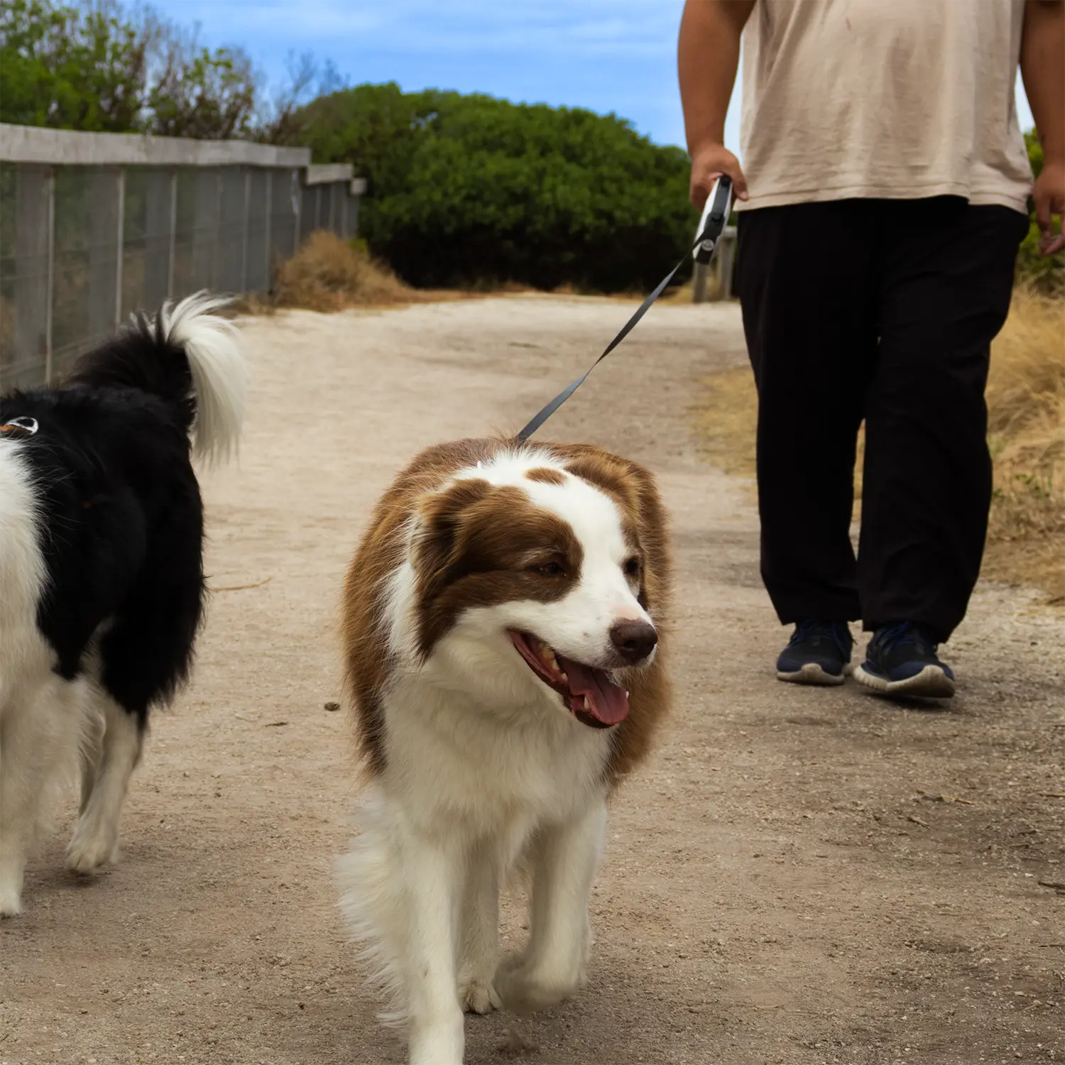 Two Border Collies being walked on a Highfive retractable leash by a person on a dirt path.