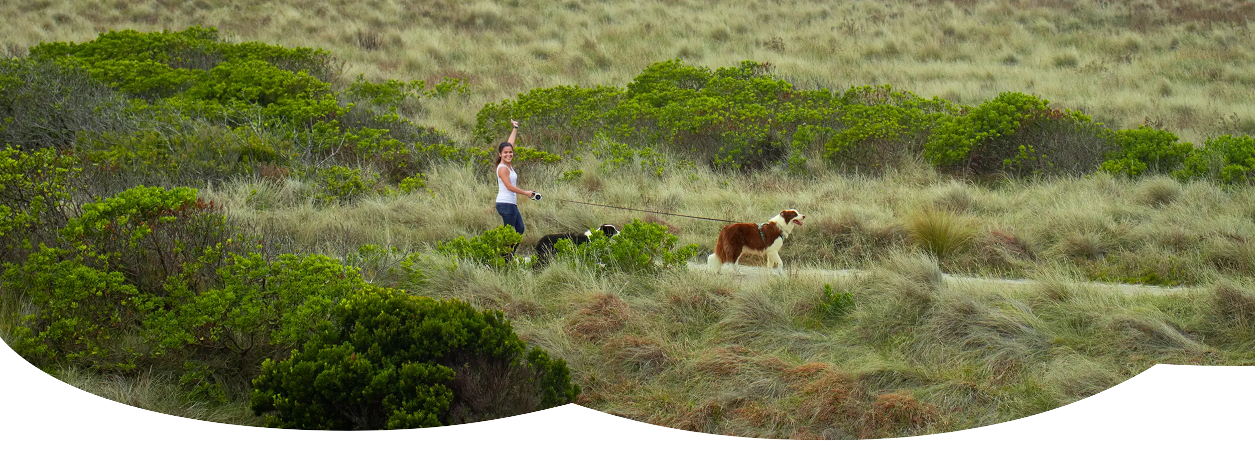 Women holding Highfive Luma retractable leash with two Border Collies in a grassy field
