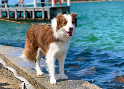 Best lightweight dog leash for hiking, walking, and running