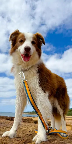 Reflective dog leash enhancing safety during nighttime walks