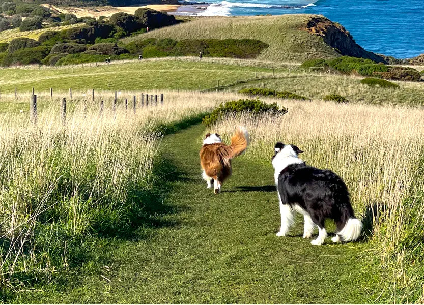 Foldable, long dog leash designed for easy portability