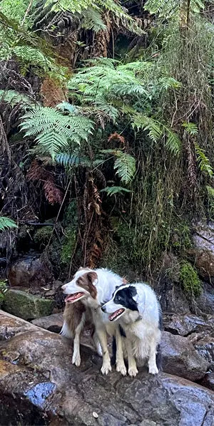 Secure leash for large dogs with reinforced webbing and extra strength