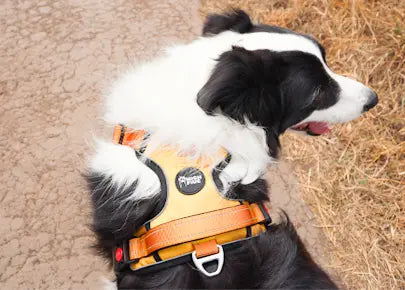 Padded handle on the Eliteline™ leash providing a slip-free grip