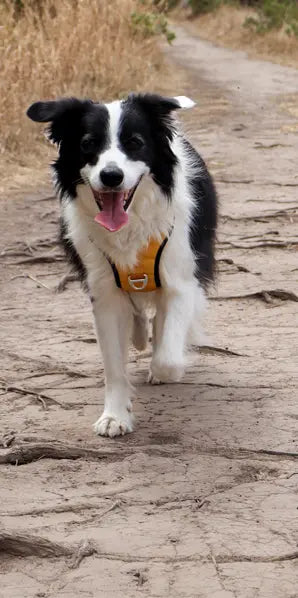 Outdoor dog leash featuring a reflective design for nighttime visibility