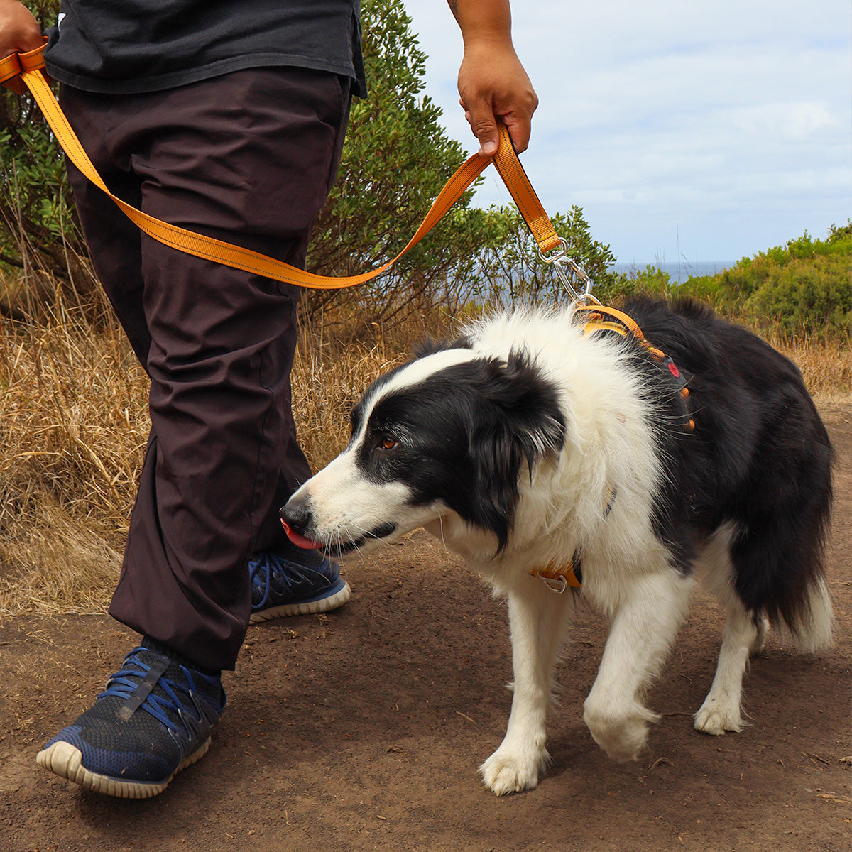 Adventure-ready hands-free running dog leash in rugged terrain