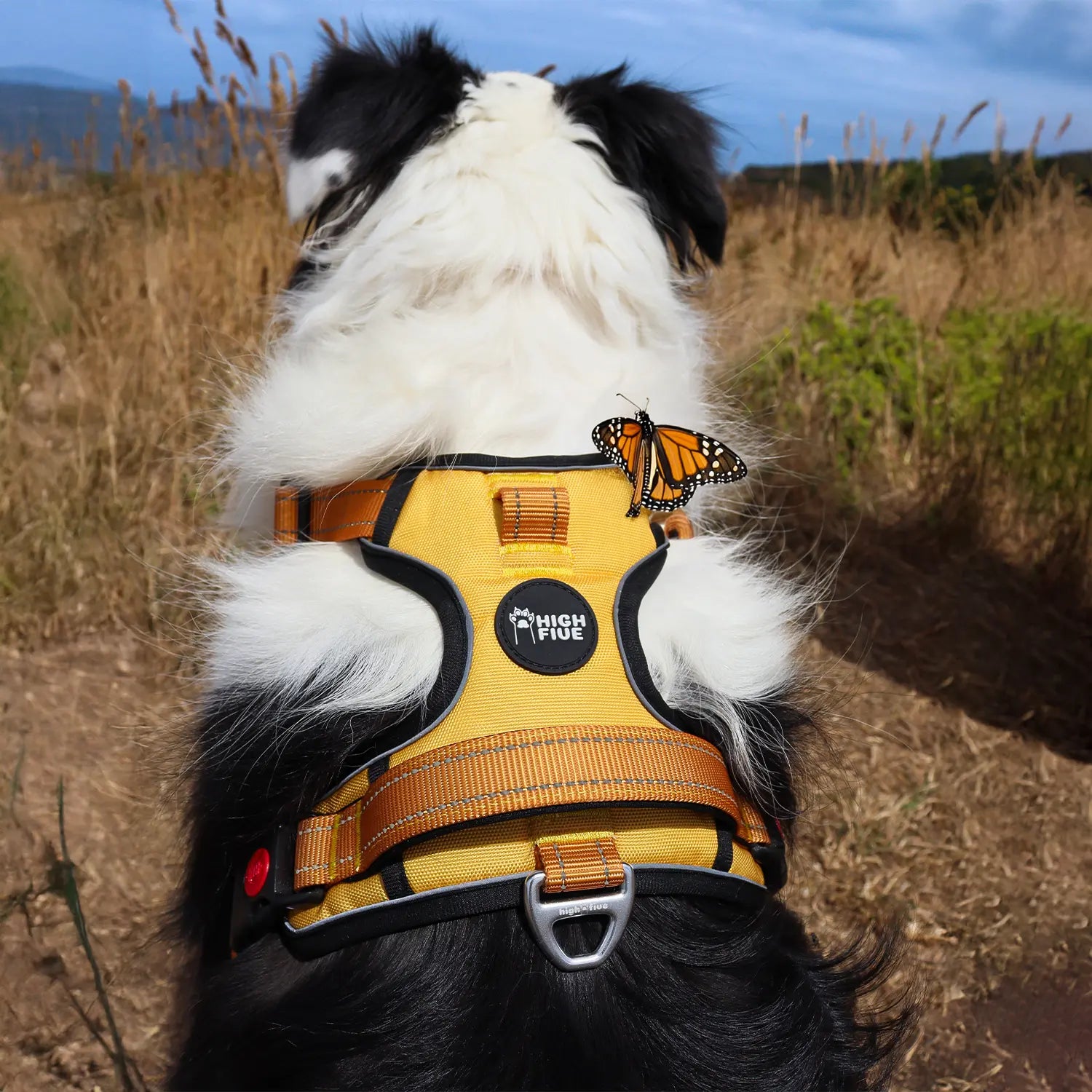 Adjustable dog body harness for small and large breeds