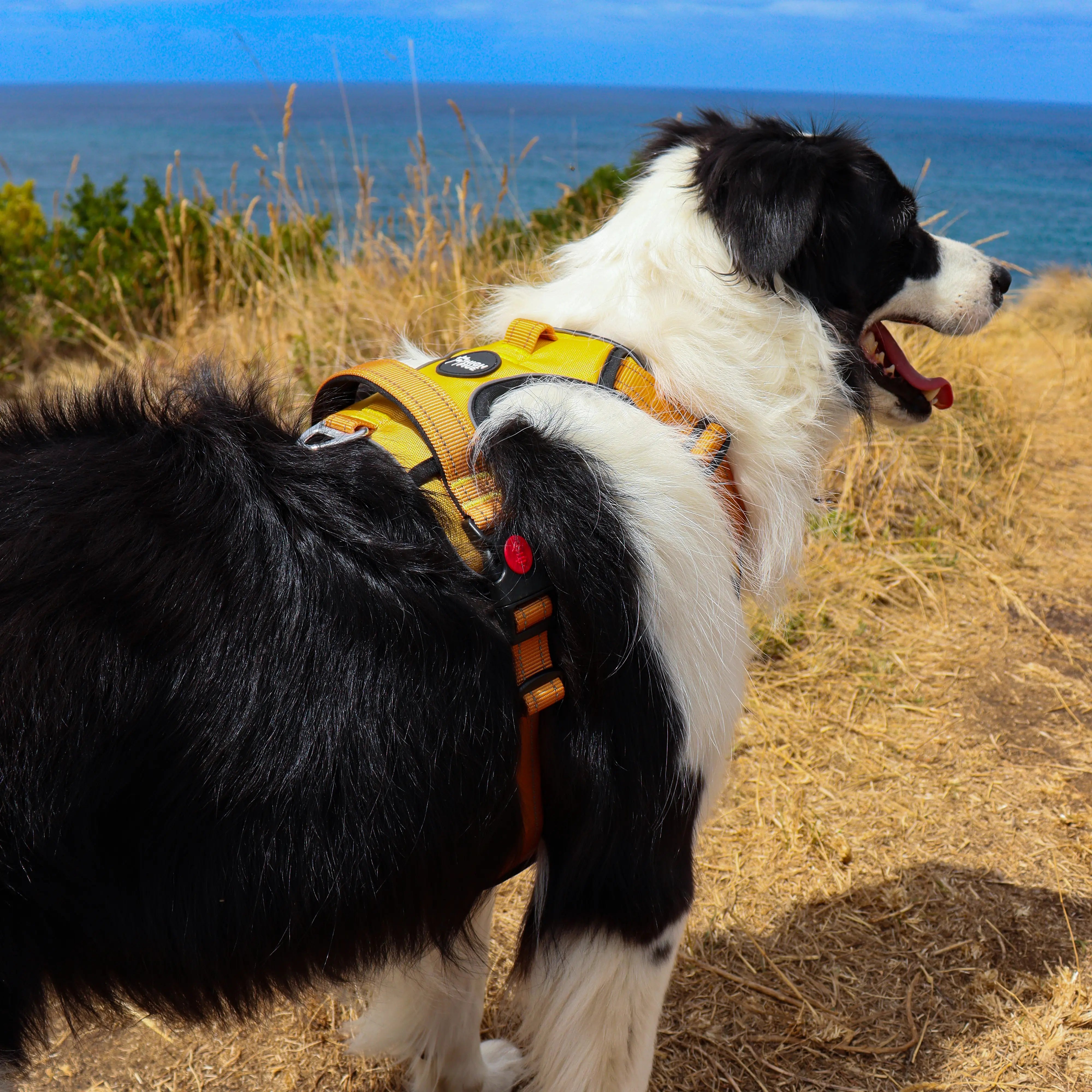 PawPlus™ Active Dog Harness