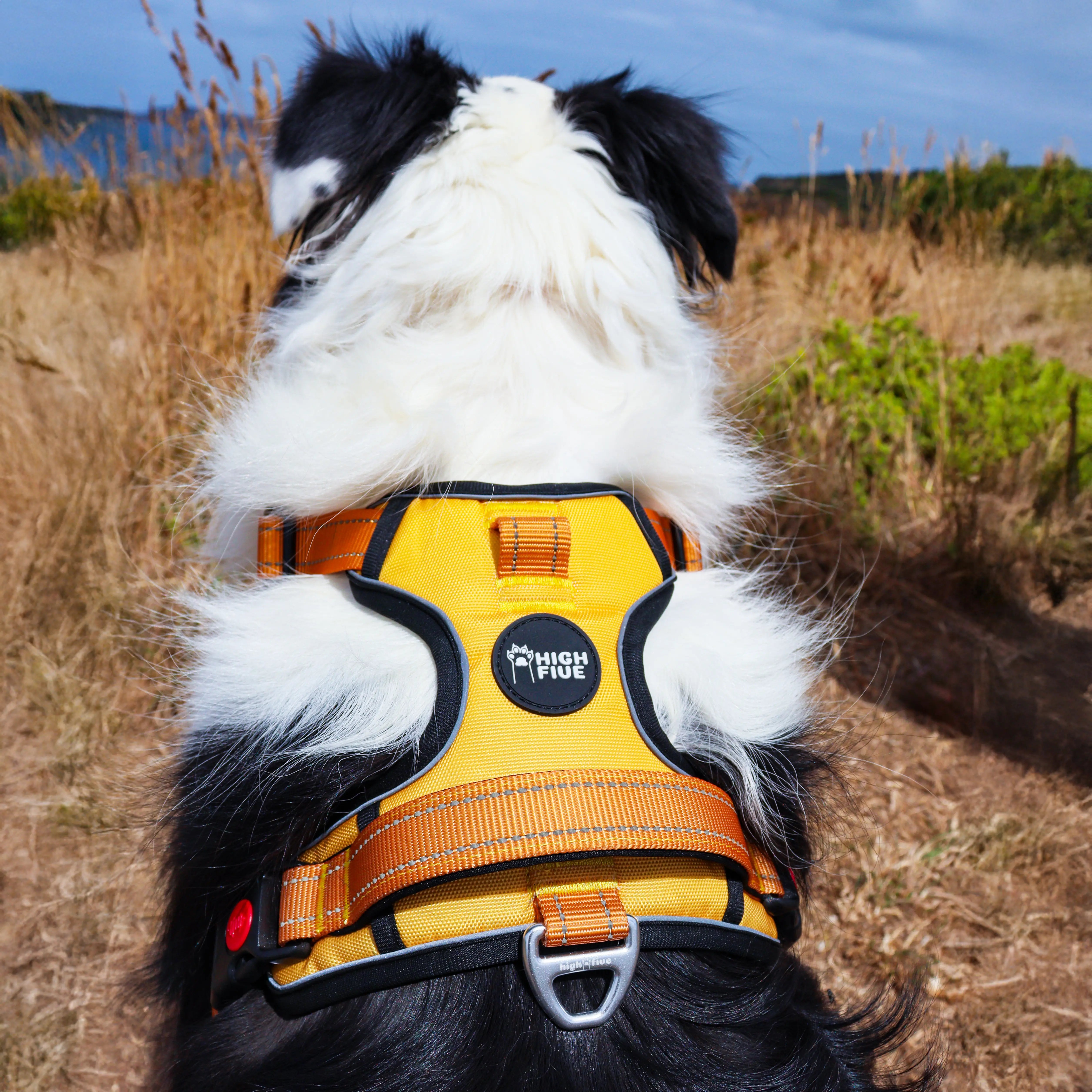 PawPlus™ Active Dog Harness