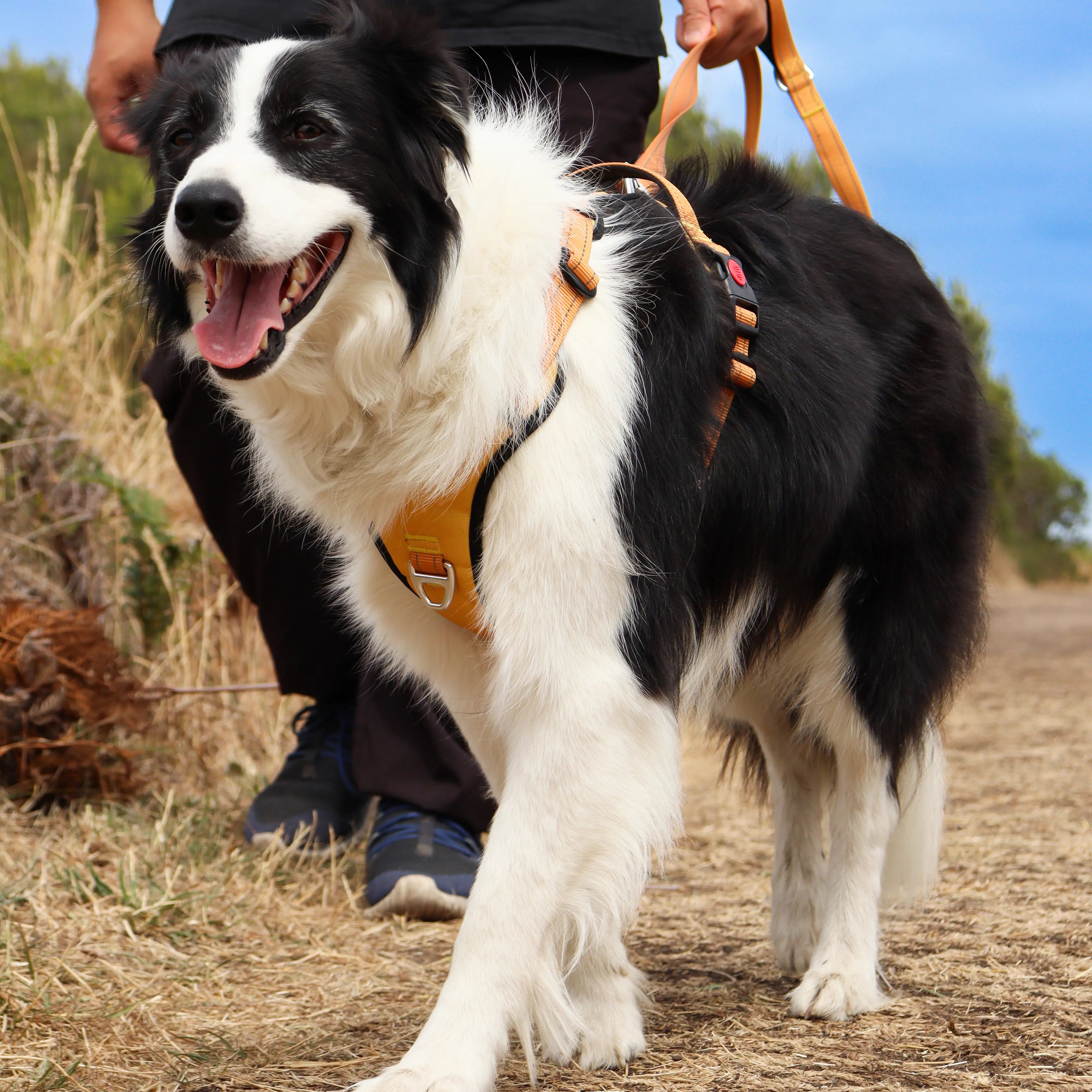 PawPlus™ Active Dog Harness