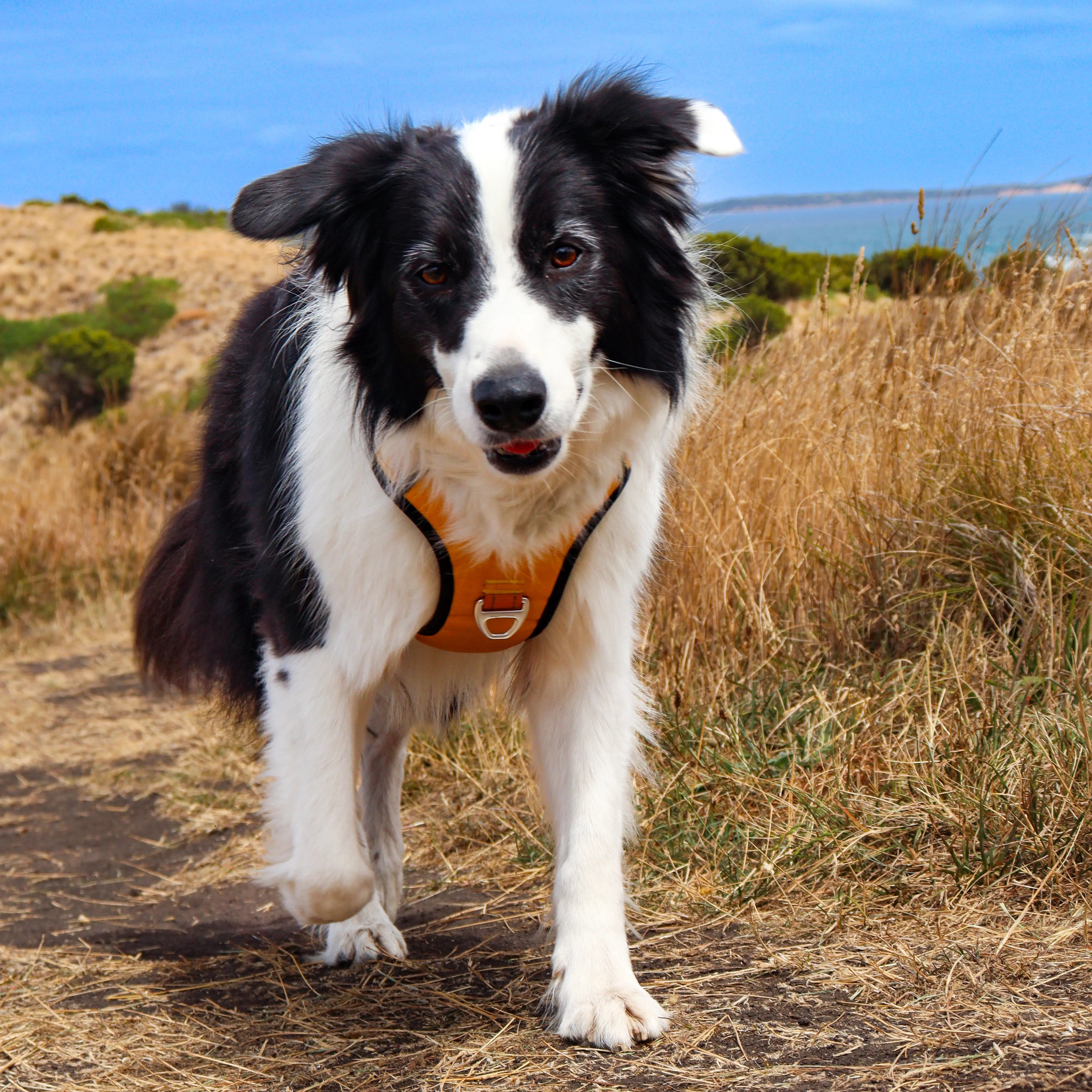 PawPlus™ Active Dog Harness