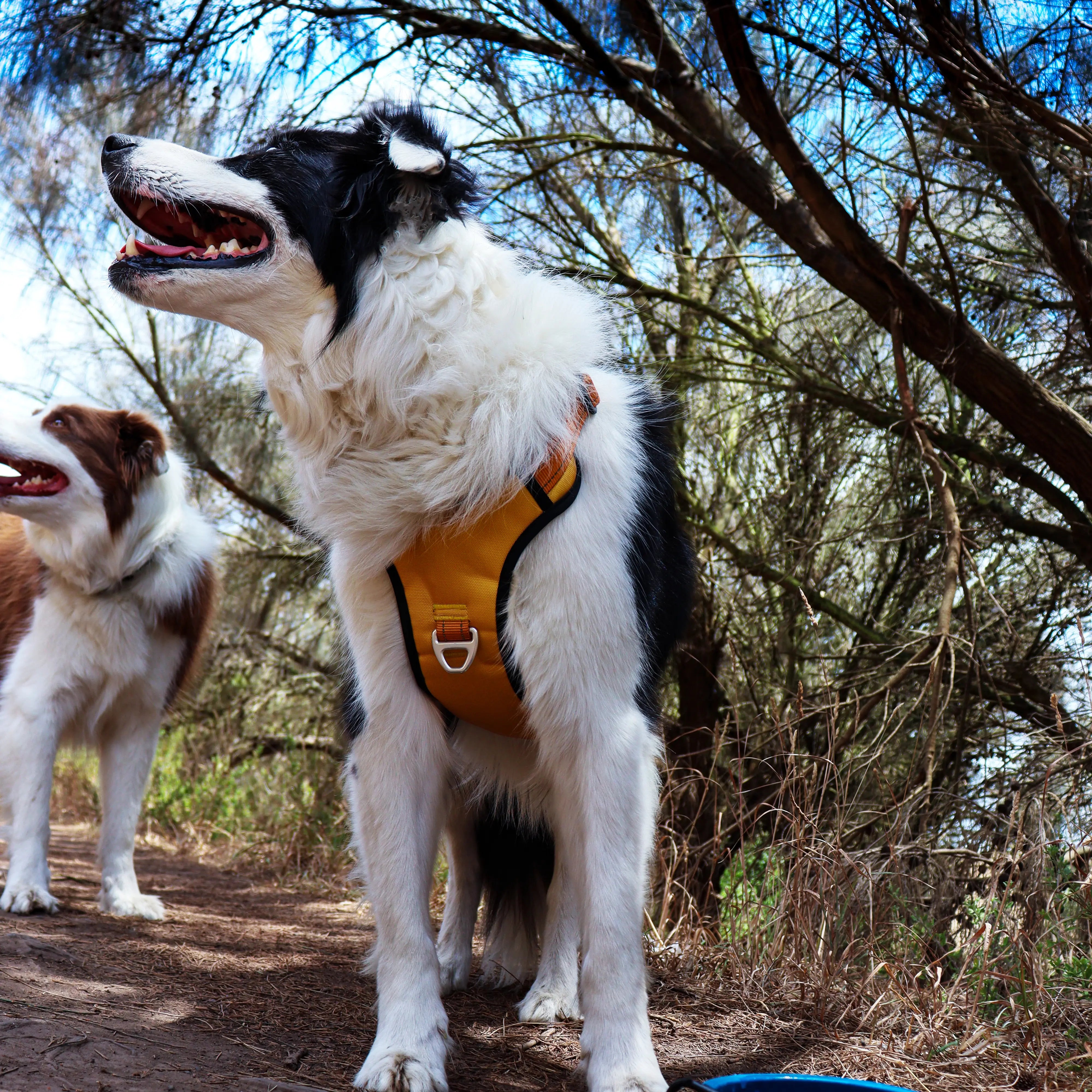 PawPlus™ Active Dog Harness