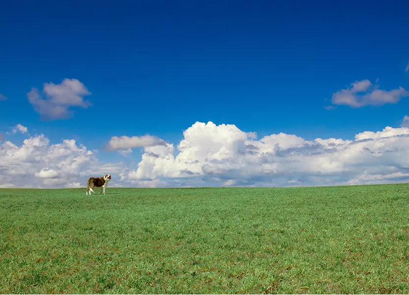A border collie standing in a green field under a blue sky with white clouds