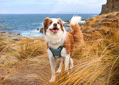 Dog standing on a grassy cliff overlooking the ocean with Highfive Pawplus dog harness
