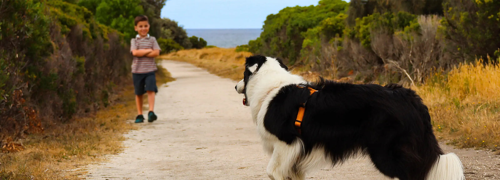 Comfortable canine harness for hiking and outdoor adventures