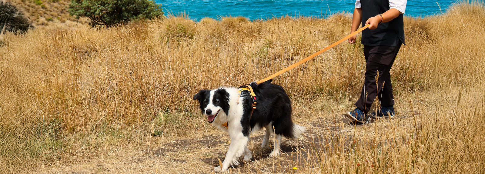 Lightweight dog leash in use on a hiking trail