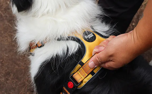 Adventure-ready extra control handle on Highfive Pet harness in rugged terrain
