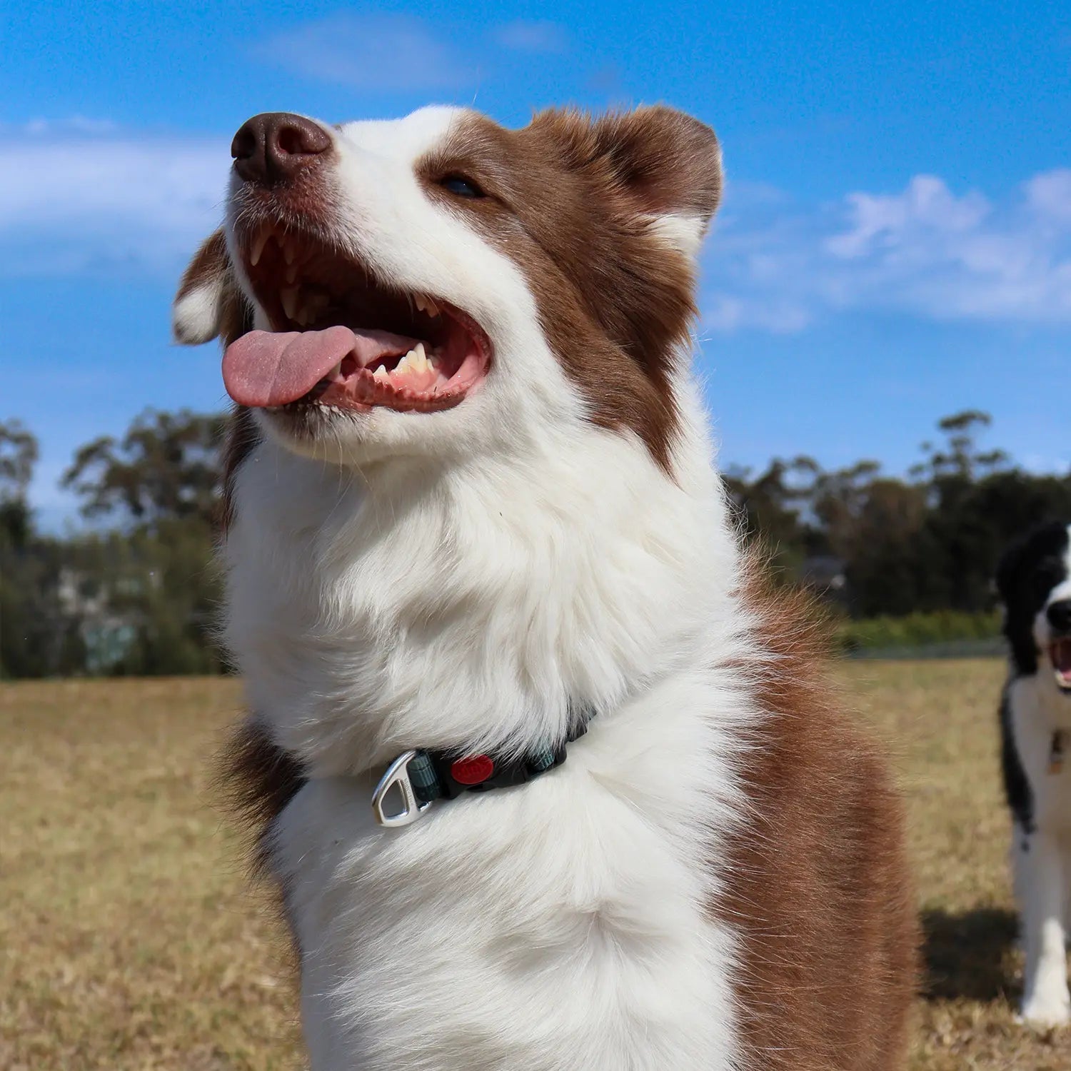 PacePro™ Dog Collar