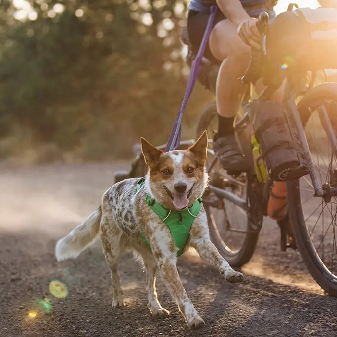 Flagline™ Bungee Hands-Free Dog Leash