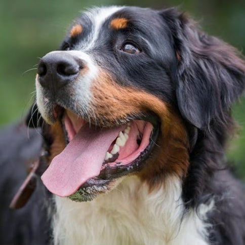 How to Find the Best Dog Harness Size for Your Bernese Mountain Dog