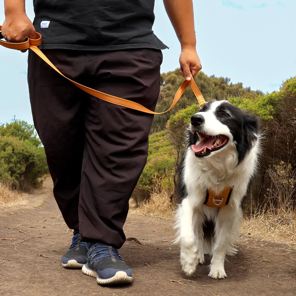 VoyagerLite™ Strap Dog Harness
