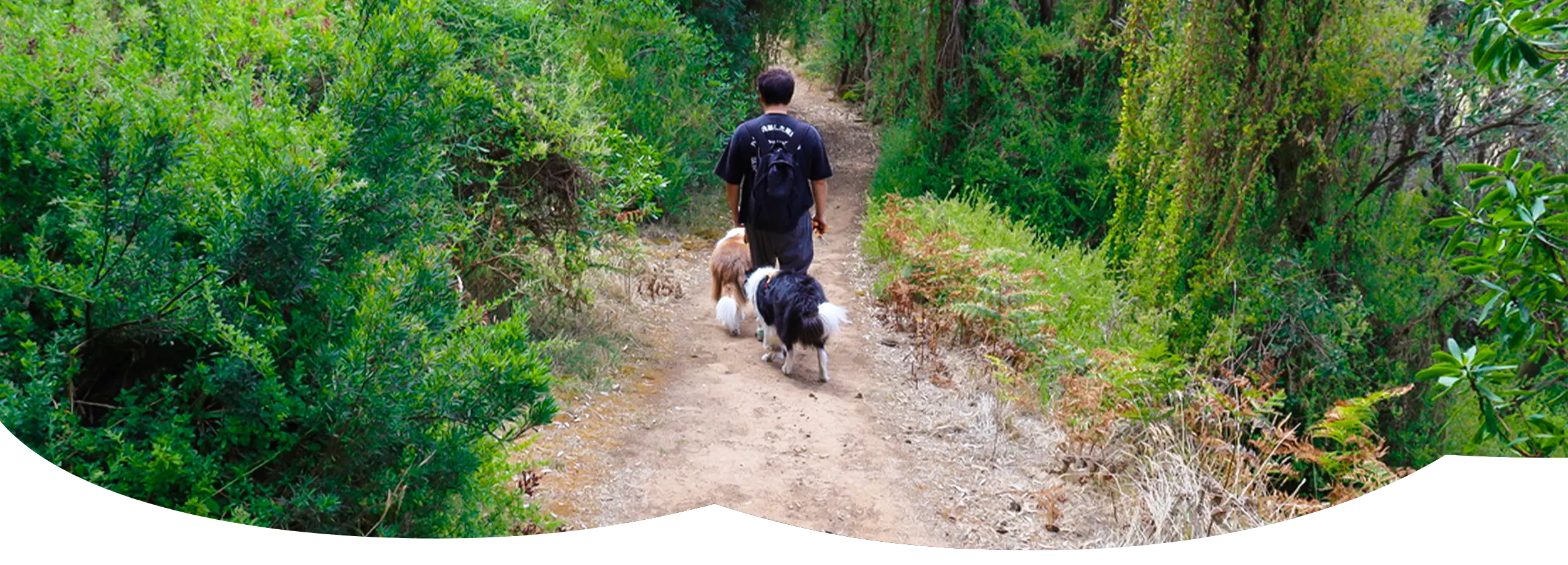 Anti pull dog harness with front and back leash attachment