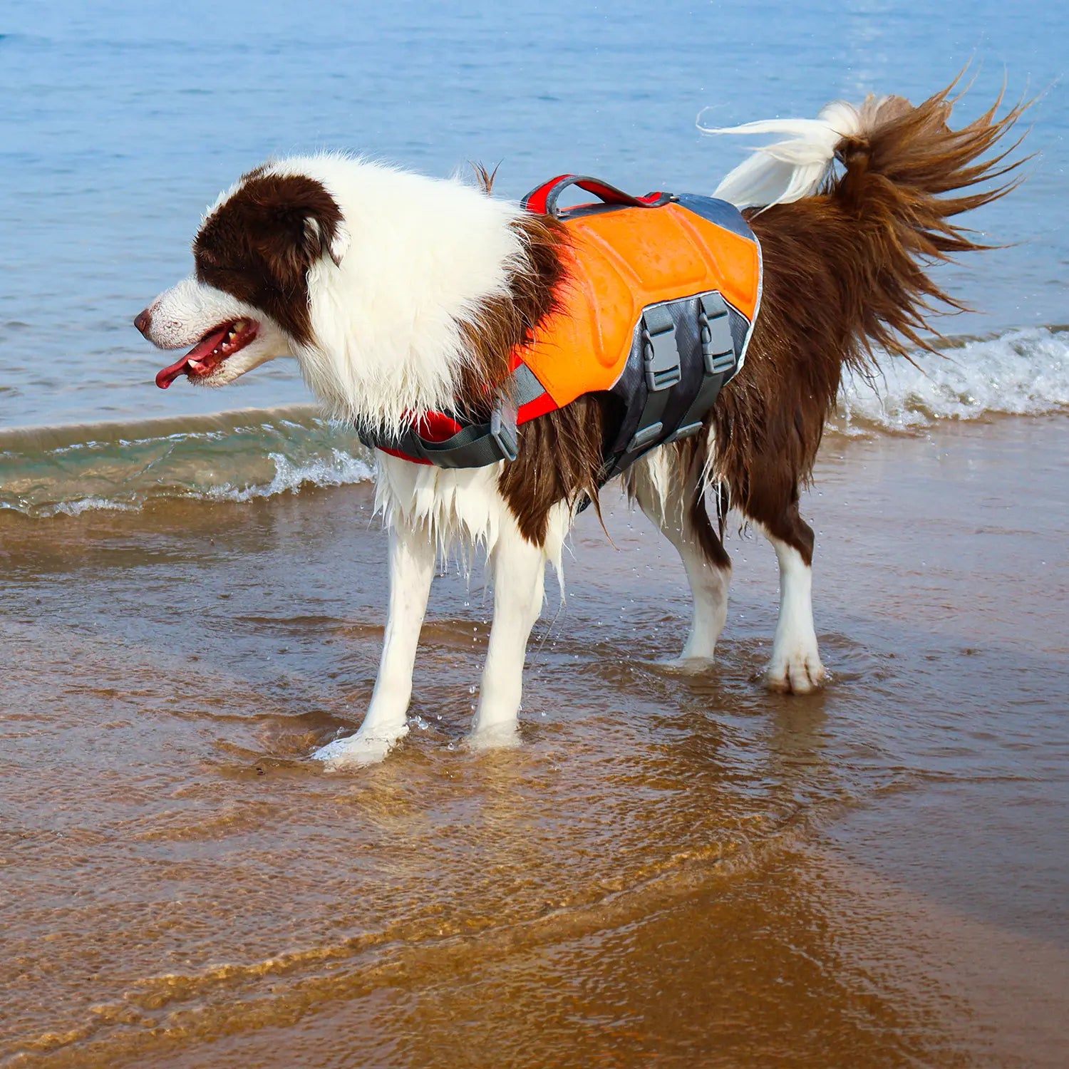 Dog wearing an orange Highfive Pet WavePro life jacket on a beach