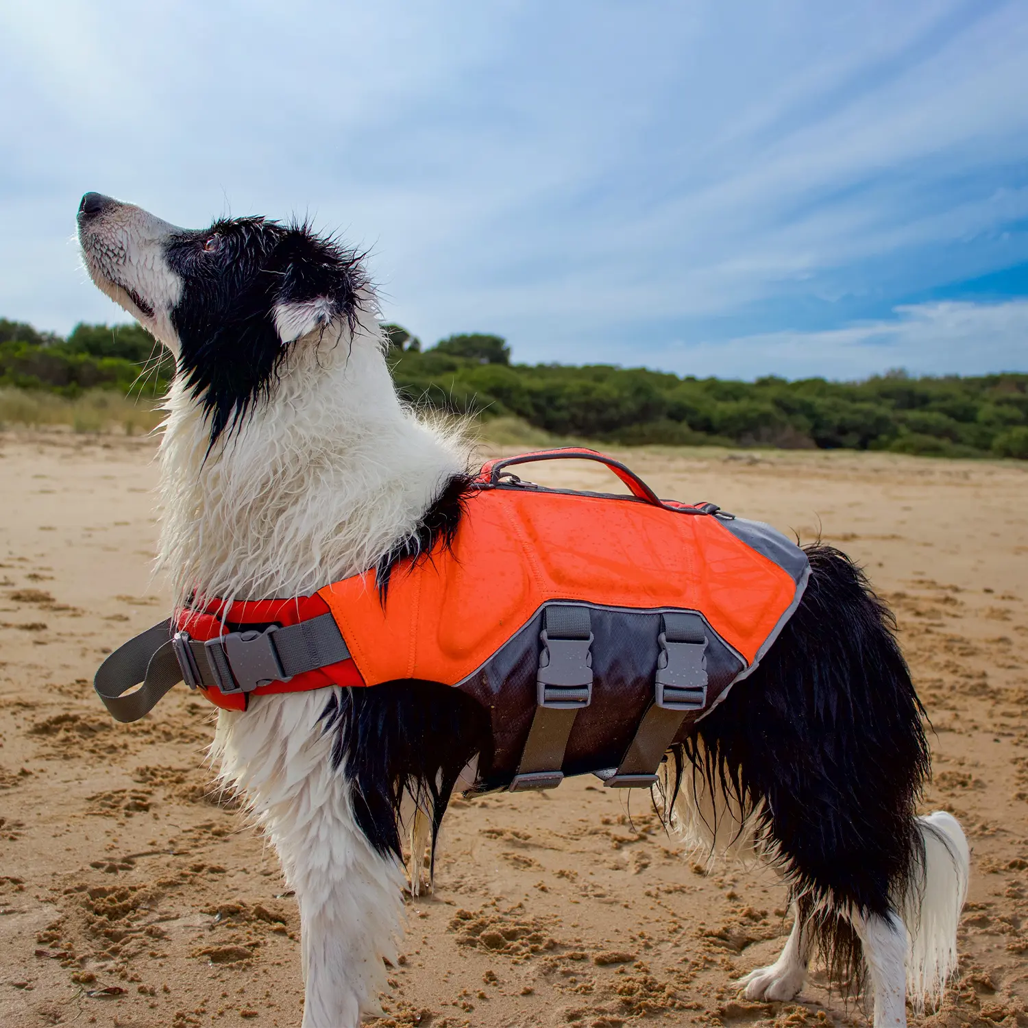 Dog wearing an orange Highfive Pet WavePro life jacket on a sandy beach with greenery in the background.