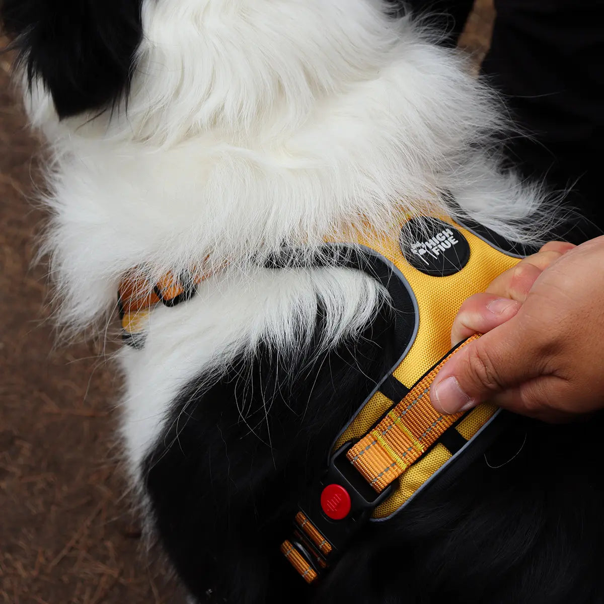 Dog wearing Highfive pet Pawplus dog harness held by a person with traffic handle for better control