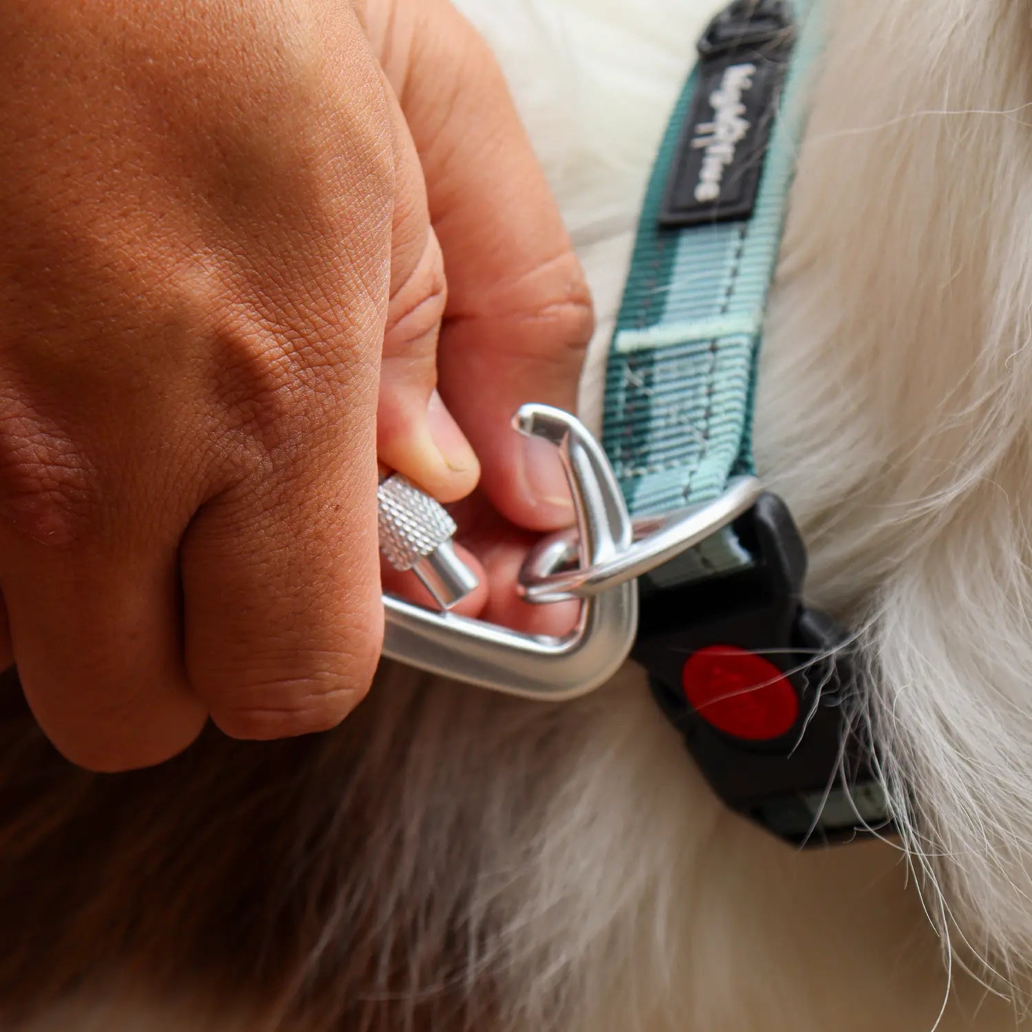 Secure leash for large dogs with reinforced webbing and extra strength