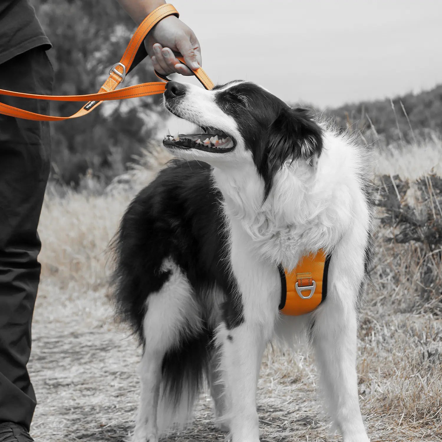 HighFive Eliteline™ Ultra Light Dog Leash in use on a hiking trail