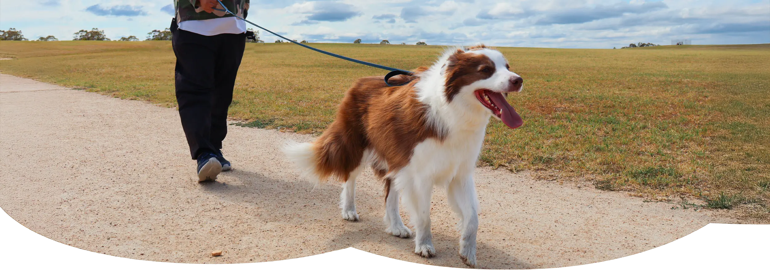 Chew-proof dog leash with aerospace aluminium buckles for security
