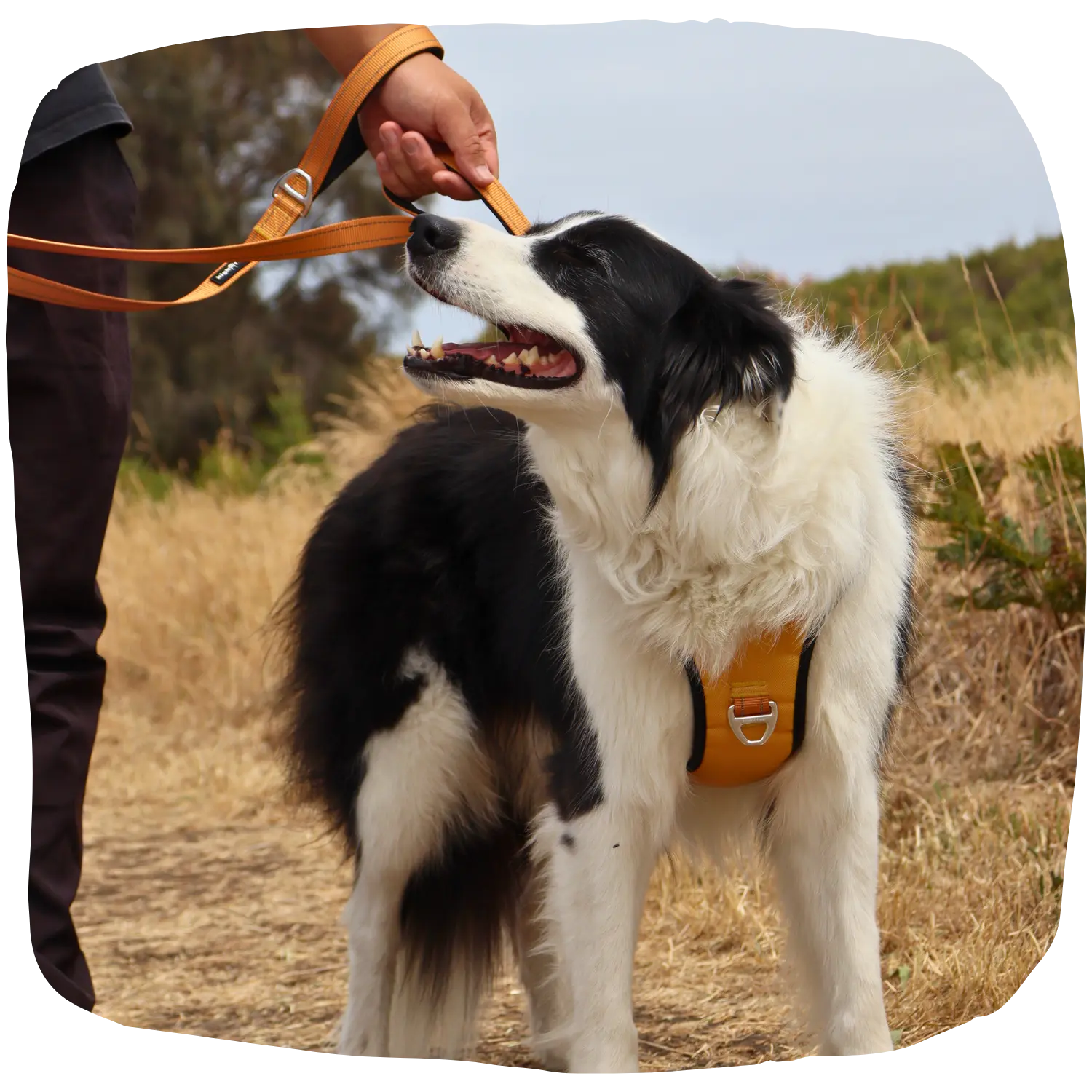 HighFive Eliteline™ Ultra Light Dog Leash in use on a hiking trail