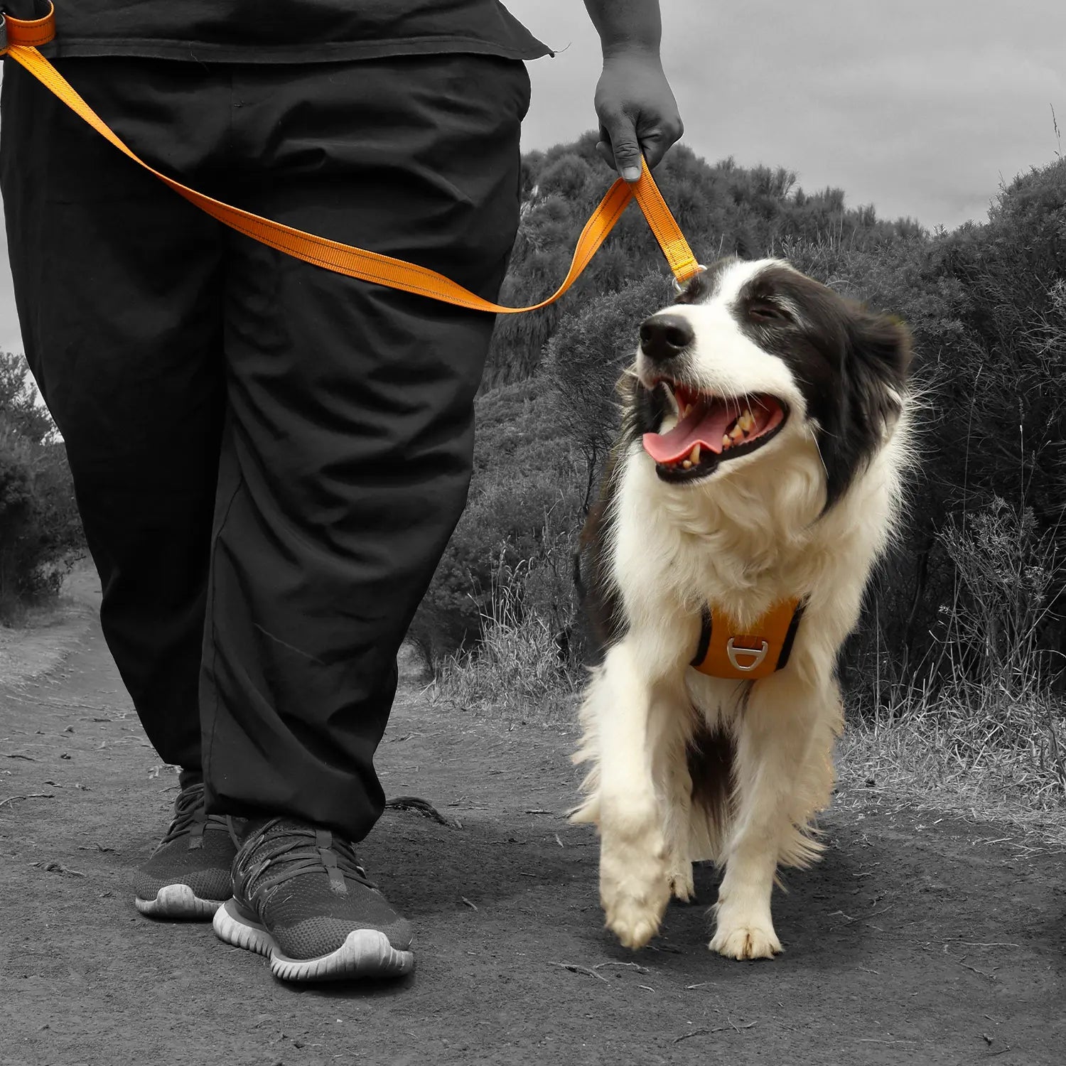 PawPlus™ Active Dog Harness